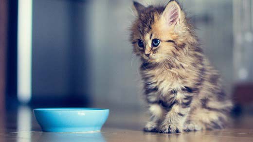 Корм для кішок Роял Канін (Royal Canin)   відгуки і поради ветеринарів – Муркотэ про кішок і котів
