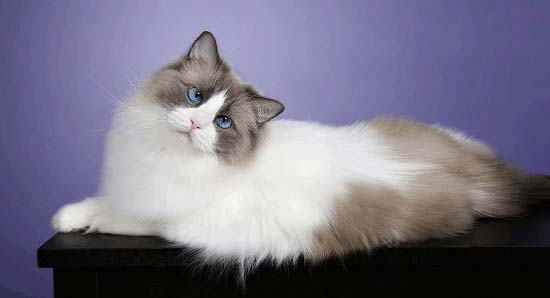 Найбільші кішки з фотографіями і назвами (ціни, факти) – Муркотэ про кішок і котів