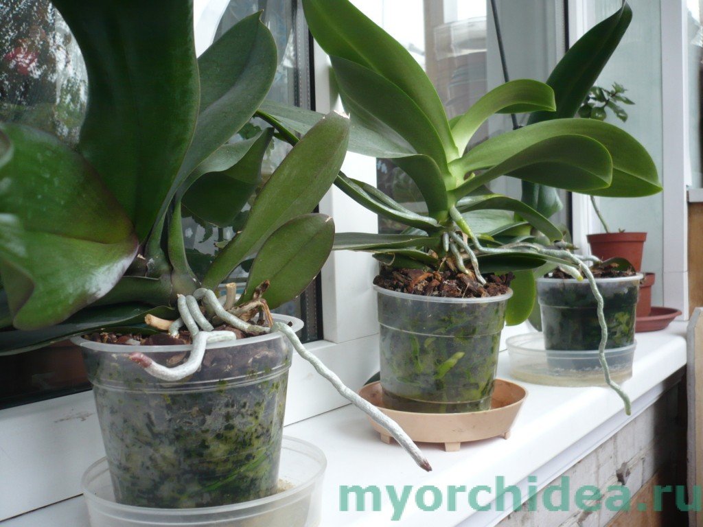 Пересадка орхідей в домашніх умовах: відео, догляд