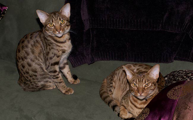 Оцикет: фото кішки, ціна, опис породи, характер, відео, розплідники – Муркотэ про кішок і котів