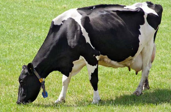 Дійні корови: огляд кращих порід з фото