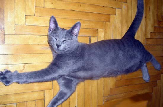 Як назвати блакитного кошеня. Клички (імена) для блакитних котів і кішок – Муркотэ про кішок і котів