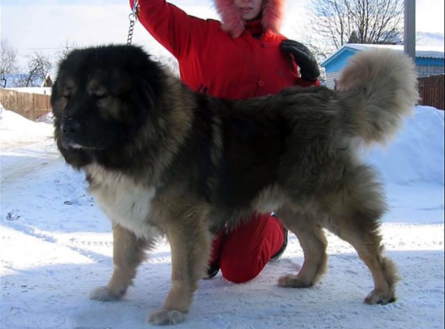 Кавказька вівчарка проти алабая, собачі бої з фото і відео