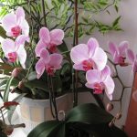 Горщики для орхідей: труднощі вибору відповідного
