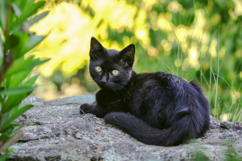 Імена для чорних кішок дівчаток