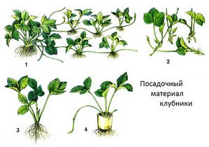 Як здійснюється вирощування полуниці в домашніх умовах?