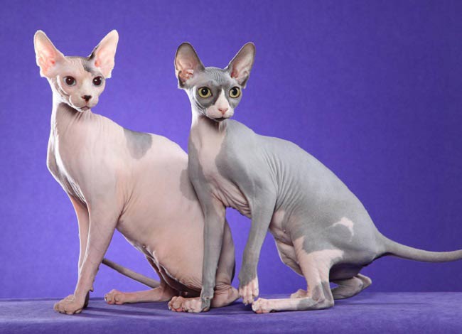 Донський сфінкс: фото кішки, ціна, опис породи, характер, відео, розплідники – Муркотэ про кішок і котів