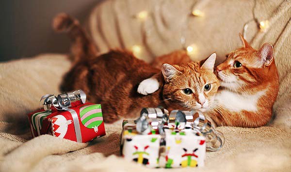 Безпека кішок в новий рік: 10 простих правил – Муркотэ про кішок і котів