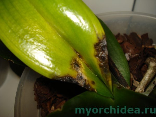 Хвороби орхідей та їх лікування: фото хвороби листя