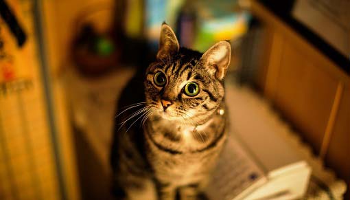 Кальцивироз у кішок: симптоми і лікування хвороби – Муркотэ про кішок і котів