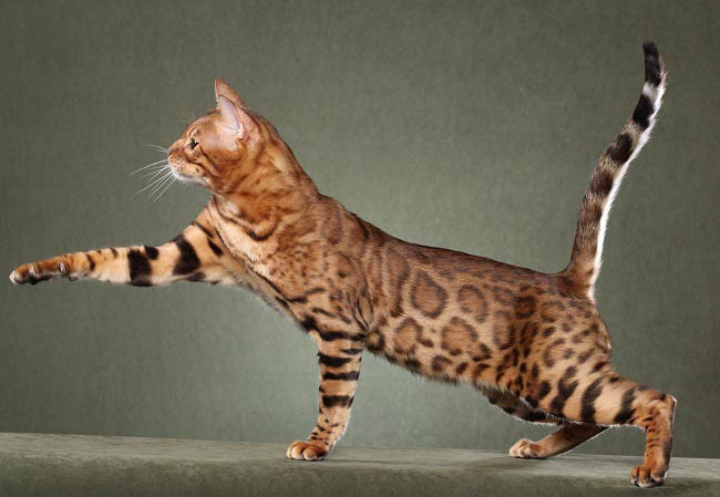 Саванна: фото кішки, ціна, опис породи, характер, відео, розплідники – Муркотэ про кішок і котів