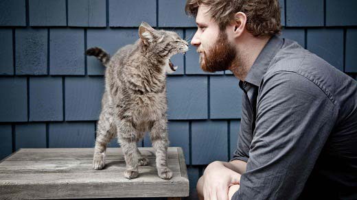 Чому кошеня агресивний і як його перевиховати – Муркотэ про кішок і котів