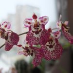 Як врятувати орхідею без коренів і як наростити коріння