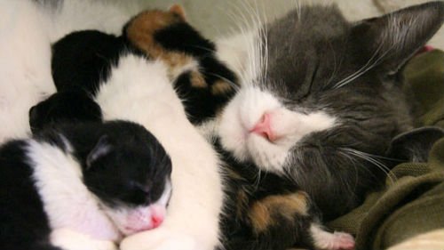 Сонник маленькі кошенята уві сні до чого сняться маленькі кошенята