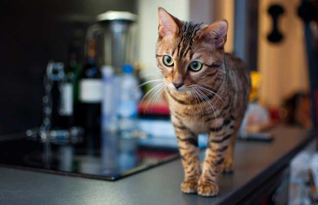 Тойгер: фото, ціна, опис породи, характер, відео, розплідники – Муркотэ про кішок і котів