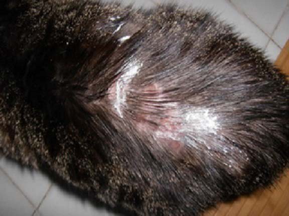 Трихофітія у кішок: симптоми, діагностика та лікування – Муркотэ про кішок і котів