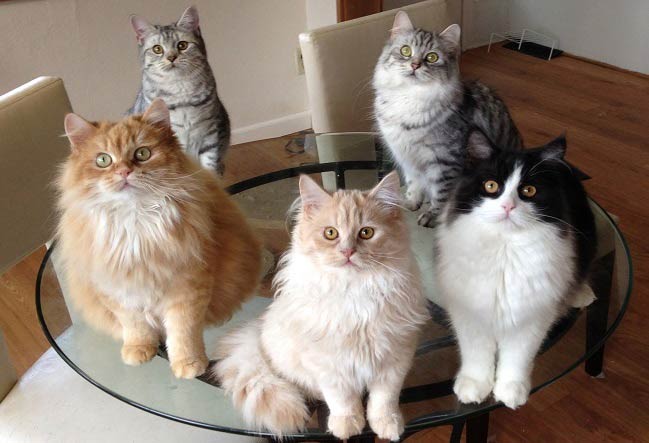 Кимрик: фото кішки, ціна, опис породи, характер, відео, розплідники – Муркотэ про кішок і котів