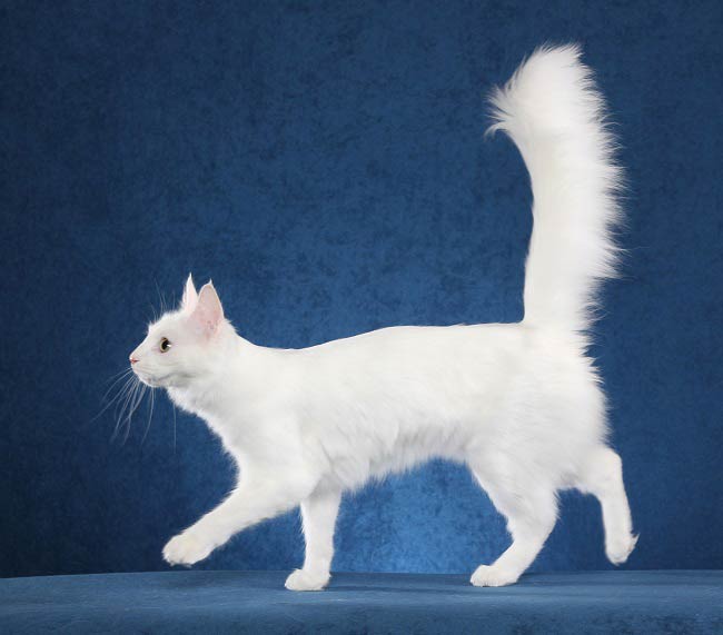 Турецька ангора (Ангорська кішка): фото, ціна, опис породи, характер, відео, розплідники – Муркотэ про кішок і котів