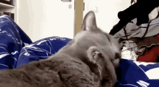 27 самих прикольних фото котів і кішок за 2013 рік – Муркотэ про кішок і котів