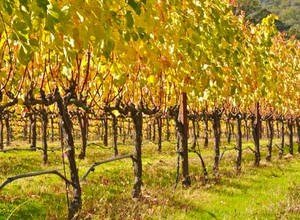 Як правильно обрізати виноград восени і навесні?