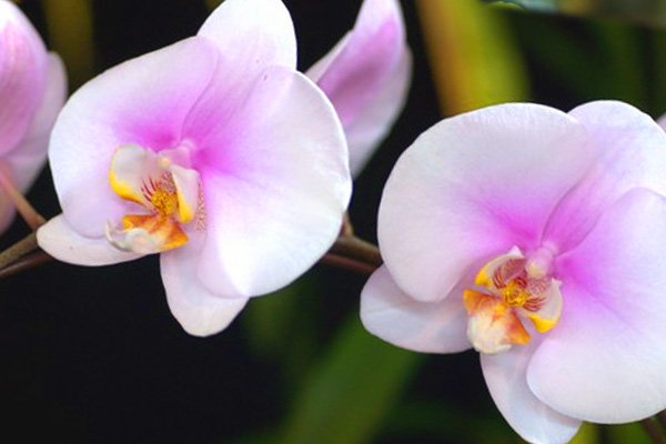 Як відсадити відросток орхідеї від стебла: поради