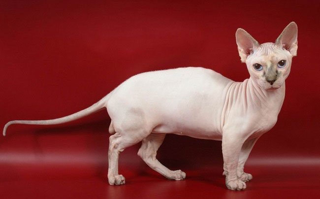 Минскин: фото кішки, ціна, опис породи, характер, відео, розплідники – Муркотэ про кішок і котів