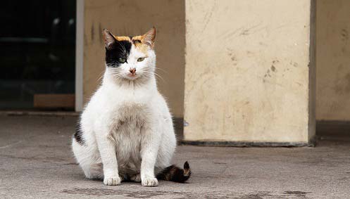 Вагітність кішки: скільки триває (тривалість), перші ознаки. – Муркотэ про кішок і котів