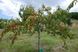 Правильна схема обрізки персика восени і навесні (відеоурок і схема)