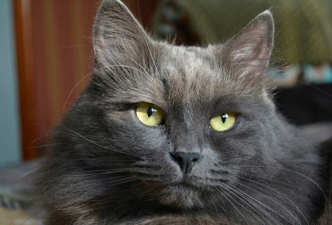 Нибелунг кішка: фото, ціна, опис породи, характер, відео, розплідники – Муркотэ про кішок і котів