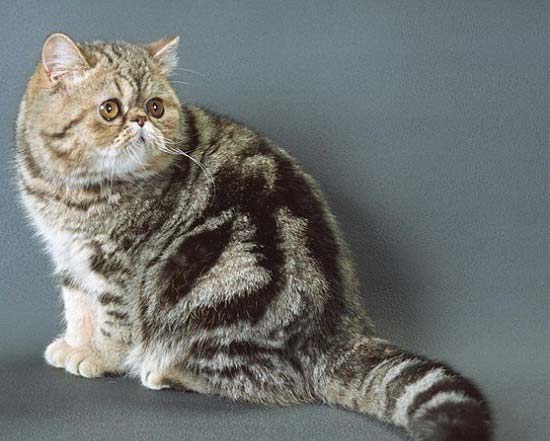 Екзот: фото, ціна, опис породи, характер, відео – Муркотэ про кішок і котів
