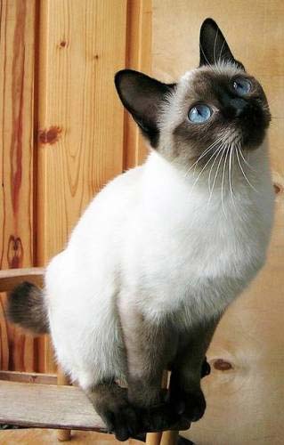 Самі маленькі породи кішок з фотографіями і назвами – Муркотэ про кішок і котів