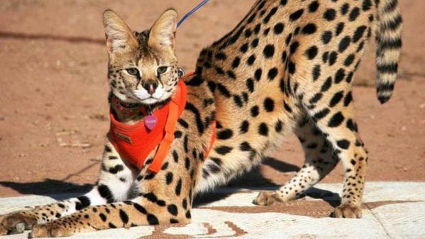 Сервал: фото кішки, ціна, опис породи, характер, відео, розплідники – Муркотэ про кішок і котів