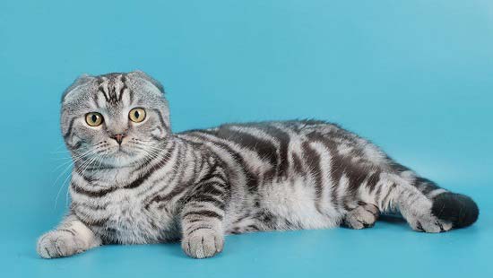 Породи кішок з фотографіями і назвами. Топ 58 порід котів – Муркотэ про кішок і котів