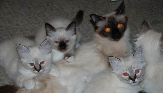 Бірманська кішка (священна бірма): фото, ціни, опис породи, характер, відео, розплідники – Муркотэ про кішок і котів