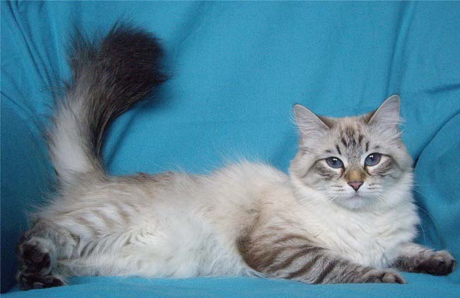 Невська маскарадна кішка: фото, ціни, опис породи, характер, відео, розплідники – Муркотэ про кішок і котів