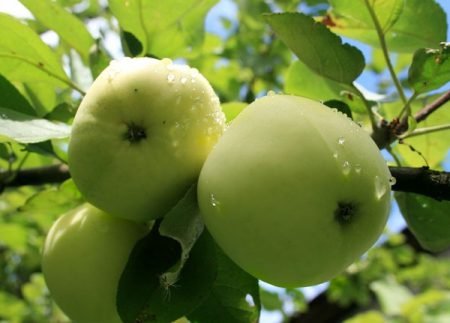 Яблуня Білий налив: опис, особливості догляду