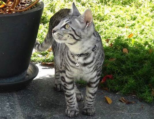 Серенгеті кішка: фото, ціна, опис породи, характер, відео, розплідники – Муркотэ про кішок і котів