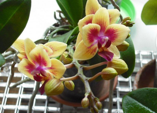 Чому не цвіте орхідея і як змусити цвісти