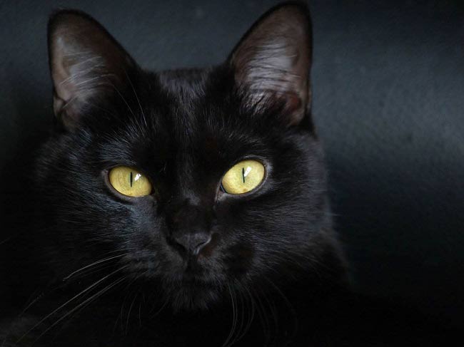 Бомбейська кішка: фото, ціна, опис породи, характер, відео, розплідники – Муркотэ про кішок і котів