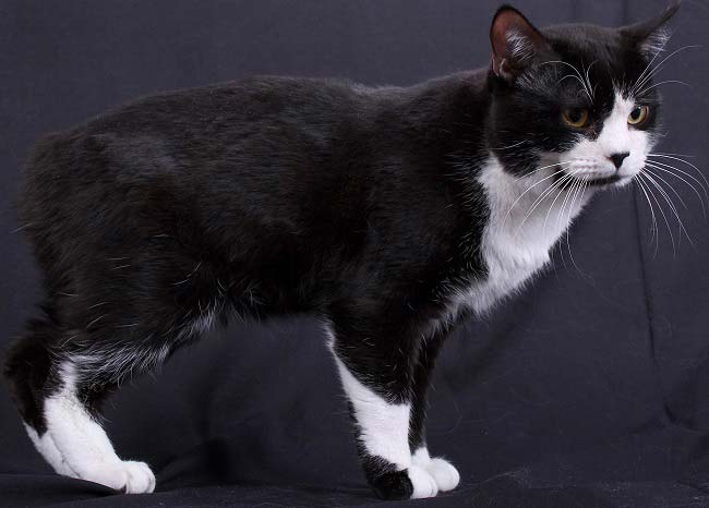 Менкс (Менська кішка): фото, ціна, опис породи, характер, відео – Муркотэ про кішок і котів
