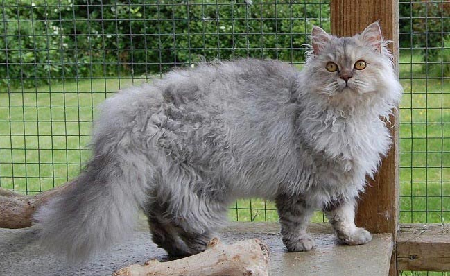 Селкірк рекс: фото кішки, ціна, опис породи, характер, відео, розплідники – Муркотэ про кішок і котів