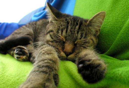 Котячий грип: симптоми, лікування та профілактика – Муркотэ про кішок і котів