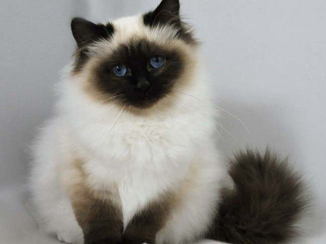 Гімалайська кішка: фото, ціна, опис породи, характер, відео, розплідники – Муркотэ про кішок і котів