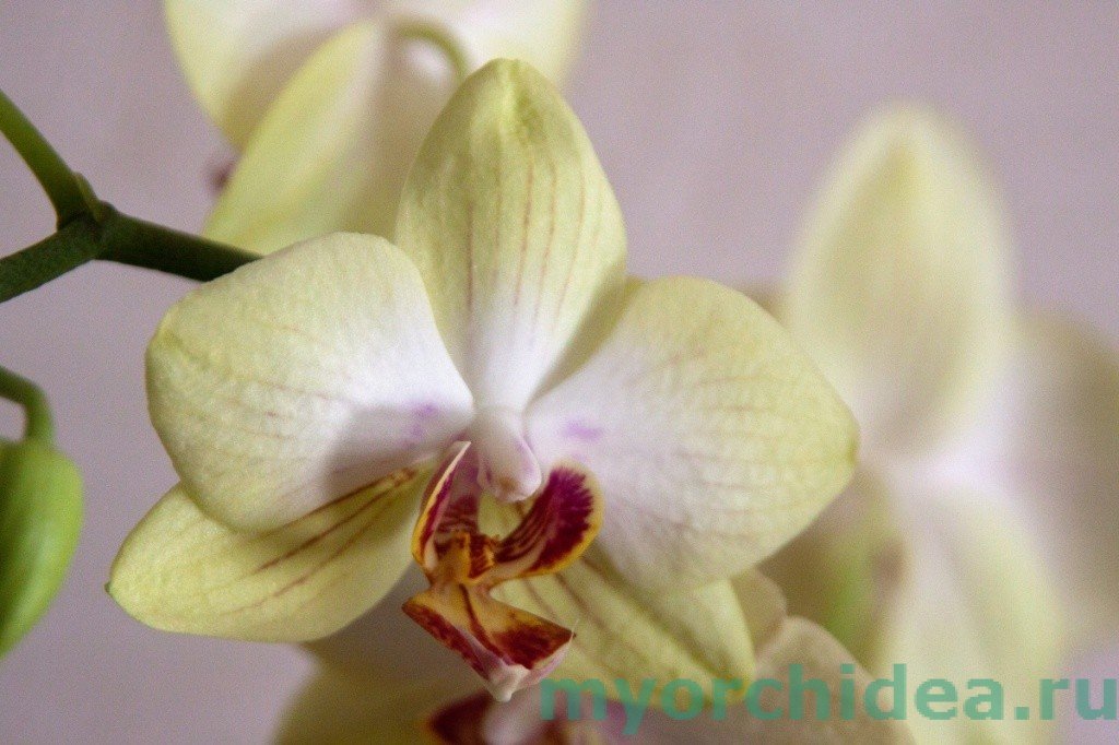 Як змусити орхідею цвісти: способи та фото