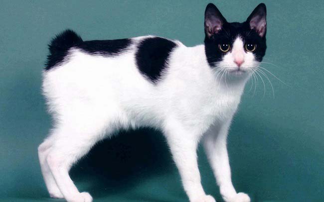 Японський бобтейл: фото, ціна, опис породи, характер, відео, розплідники – Муркотэ про кішок і котів