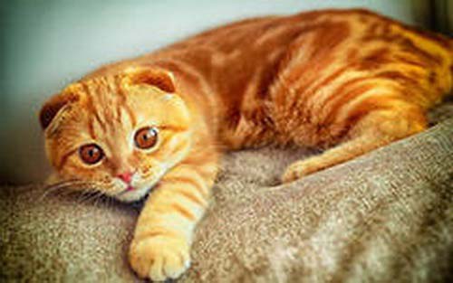 Найкрасивіші породи кішок. Рейтинг із 10 порід з фото – Муркотэ про кішок і котів