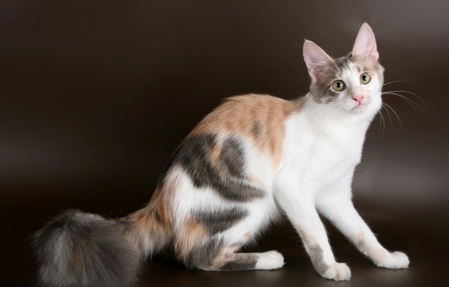Турецька ангора (Ангорська кішка): фото, ціна, опис породи, характер, відео, розплідники – Муркотэ про кішок і котів