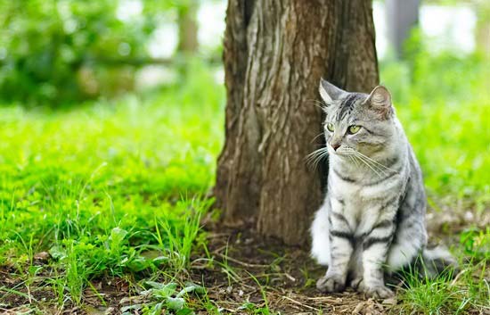 Корм для кішок Проплан (Pro Plan)   відгуки і поради ветеринарів – Муркотэ про кішок і котів