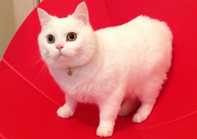 Кимрик: фото кішки, ціна, опис породи, характер, відео, розплідники – Муркотэ про кішок і котів