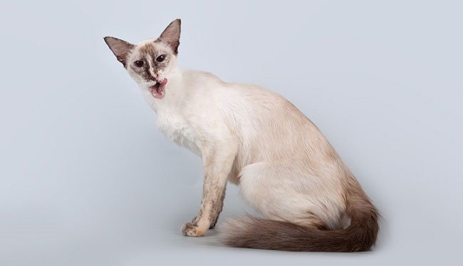 Яванська кішка (яванез): фото, ціна, опис породи, характер, відео, розплідники – Муркотэ про кішок і котів